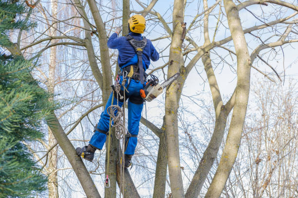 Best Arborist Consultation Services  in Petersburg, WV